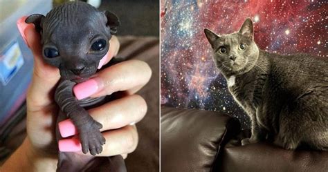 Image result for Alien-Human Cats