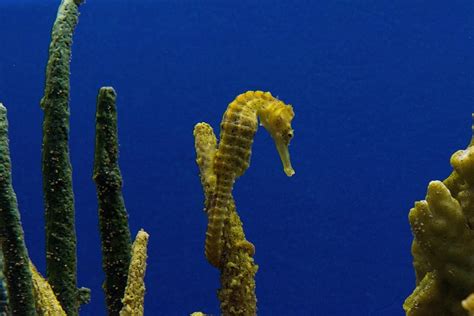 Seahorse Facts for Kids | Seahorses | Why Are Sea Horses Unique