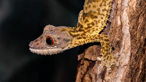 Oakland Zoo | Henkel's Leaf-Tailed Gecko/Fringed Leaf-Tailed Gecko