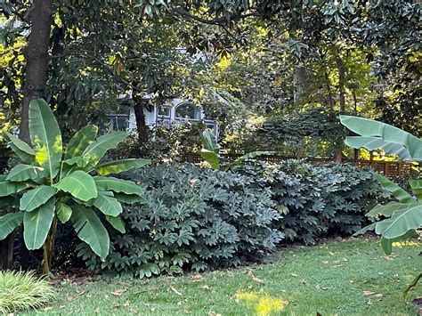 Outdoor Tropical Plants Landscaping