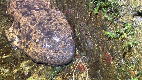 Japanese Giant Salamander