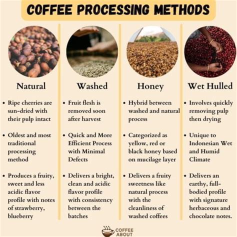 Coffee Processing Technology 的图像结果