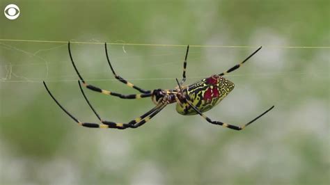 Giant Joro spiders can fly for miles and devour butterflies, but they're also very shy. Here's ...