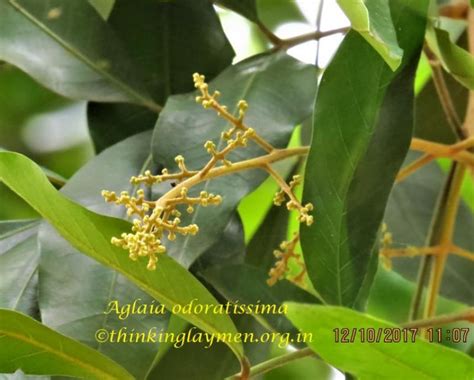 Medicinal Plant Details
