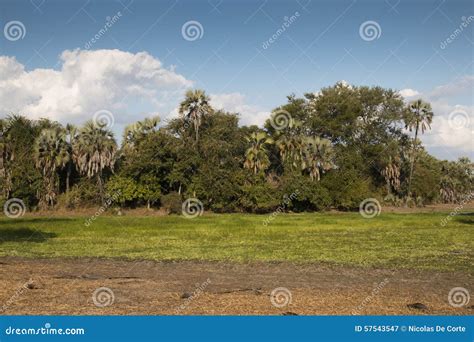 Fertile Lake in Gorongosa National Park Stock Image - Image of africa ...