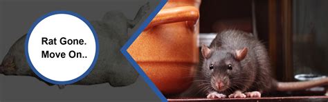 Rat control in Chennai | Rat control services in Chennai | pest control ...