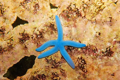 Surprise! Scientists Find How Starfish See With Their Eyes