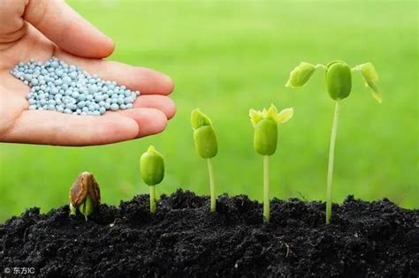 辣椒施肥方法 - 蔬菜作物 - 施肥方法 - 施用方法与效果 - 长沙新源氨基酸生物肥料有限公司