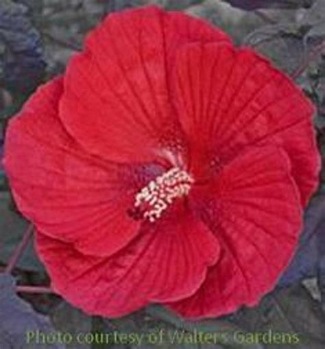 Hibiscus 'Midnight Marvel' | Perennial Plant Sale | Bloomin Designs Nursery