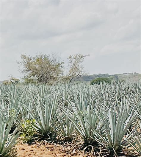 THE HISTORY OF TEQUILA'S CULTURAL SIGNIFICANCE IN MEXICO - Hermosa ...