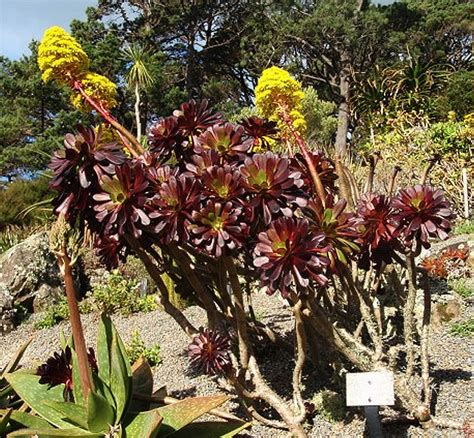 Aeonium arboreum