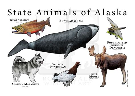 Interesting Facts About Alaska Animals at Imogen Corbett blog