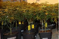 hanf stecklinge machen marihuana stecklinge schneiden ist leicht genau arbeiten hanf stecklinge machen marihuana stecklinge schneiden ist leicht genau arbeiten