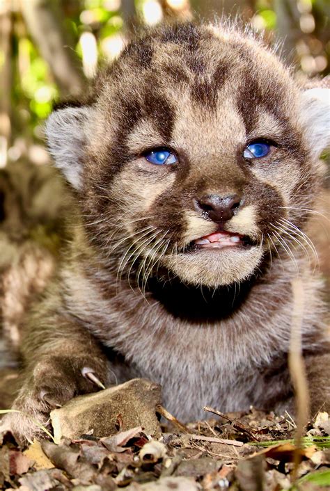 Mountain Lion Cubs