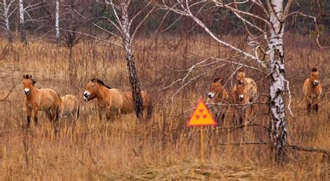 Wildlife Thriving In Chernobyl: Rare Species Of Animals Reclaim Nuclear ...