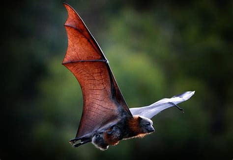 传播致命病毒的总是蝙蝠！你所不知道的蝙蝠——常态“发烧”，体内如“毒蛊” - 知乎