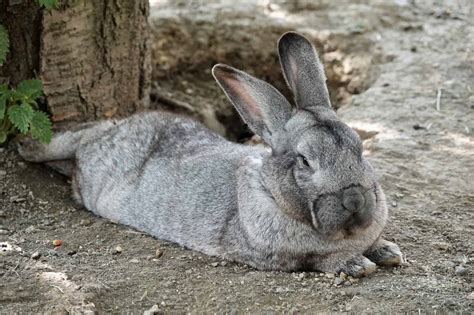 How Long Do Holland Lop Rabbits Live? - Every Bunny Welcome