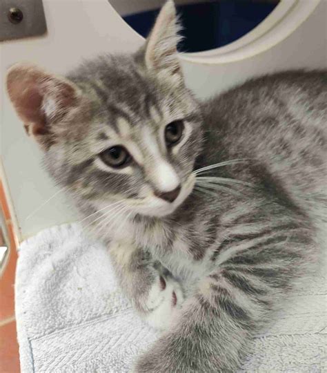 Johan 68225 – Humane Society of Wicomico County