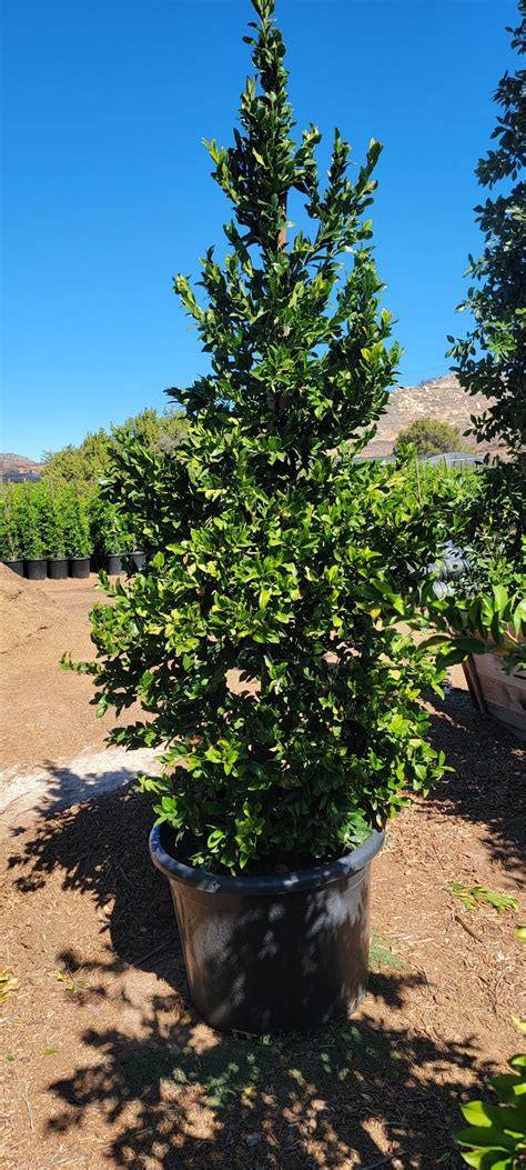 Prunus caroliniana - Carolina Cherry Laurel – Bonilla Nurseries
