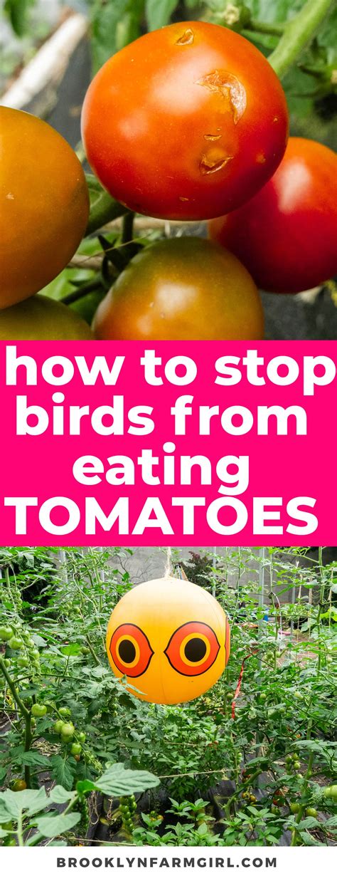 What Birds Eat Tomatoes And How To Stop Them