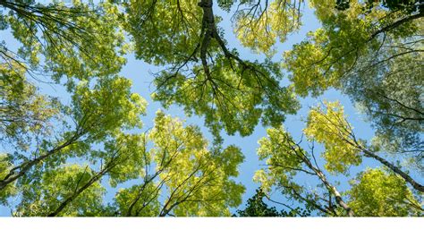 Cross-cutting climate campaigns and programs - Sequoia Climate Foundation