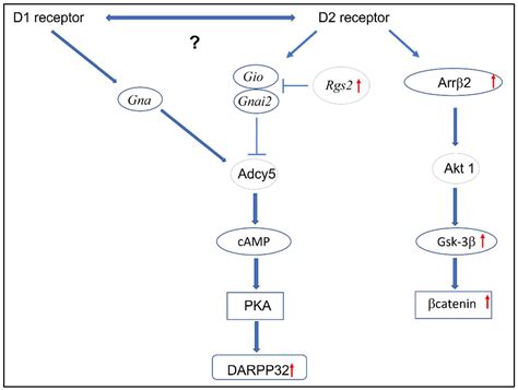 Altered Intracellular Signaling Associated with Dopamine D2 Receptor in ...