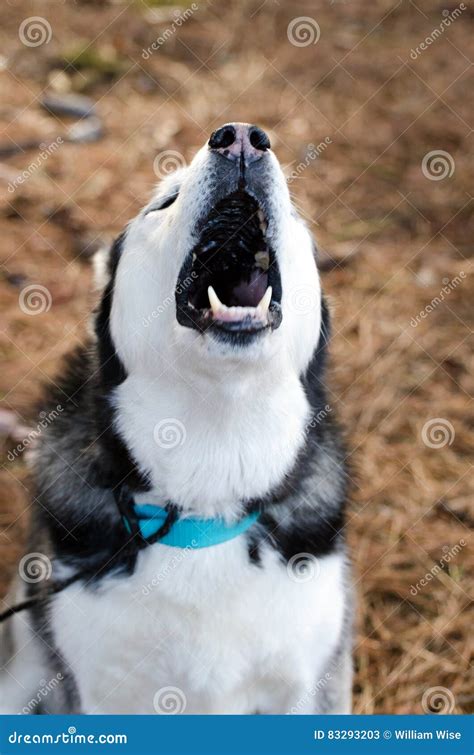 Howling Siberian Husky Dog stock image. Image of london - 83293203