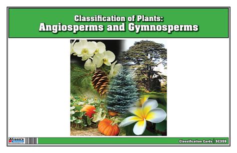 Image result for Angiosperms Classes