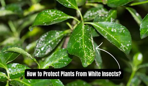 How to Protect Plants from White Insects? Effective Tips to Control ...