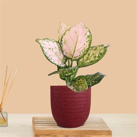 Indoor Small Plants in Premium Pots – Greenkin