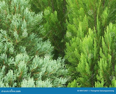 Leaves of Pine stock image. Image of fresh, forest, leaf - 98972407