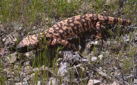 What is the deadliest creature in Arizona? The 12 most venomous animals ...