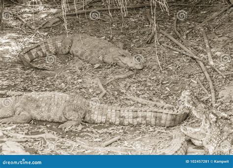 Wild Crocodile Laying Eggs in the Straw Nest. Alligator is Spawn Stock ...