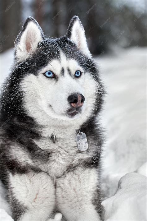 Are Siberian Husky Part Wolf