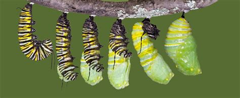 Caterpillars in Cocoon - Print and Color