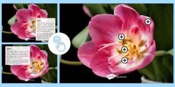 Parts of a Flower Picture Hotspots Romanian Translation-Romanian ...