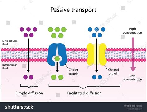 Image result for Diffusion Simple