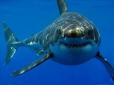 Shark Photo by 2014 Pacific Coast Great White Shark Attack Report Shark Photo