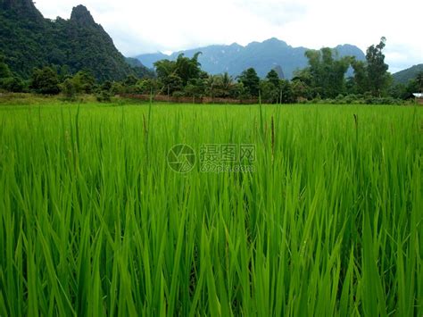 老挝亚洲农场的绿色稻田高清图片下载-正版图片507194530-摄图网