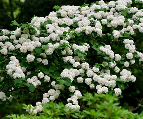 Planting A Viburnum Hedge - Tips On Creating A Viburnum Hedge In ...