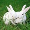 Image result for Black Wolf White Rabbit