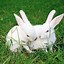 Image result for California White Rabbit