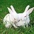 Image result for Alice and White Rabbit