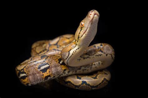 Retic Python Bite 的图像结果