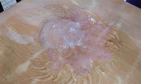 Swarm of jellyfish spotted in Tiruchendur seashore