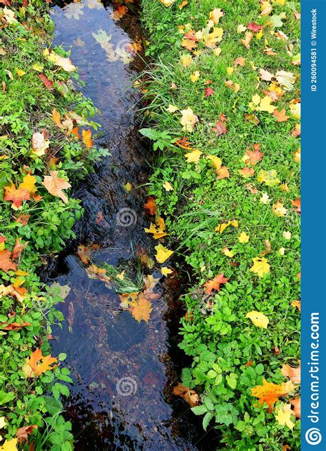 Vertical of Beautiful Narrow Stream Flowing through a Grassland Covered ...