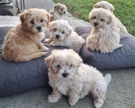 Toy Poodle X Maltese Shih Tzu - Craigieburn - PetsForHomes