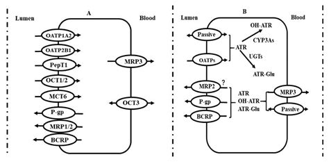 Imbalance of Drug Transporter-CYP450s Interplay by Diabetes and Its ...