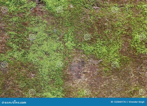 Green Algae on Concrete Wall Stock Photo - Image of creep, beginning ...