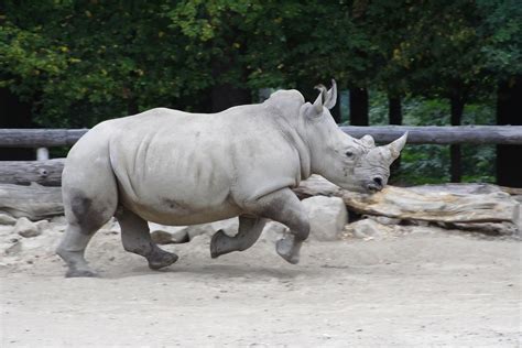 How Fast Can Rhinos Run - The Wild Rhino Chase - Rhino Rest